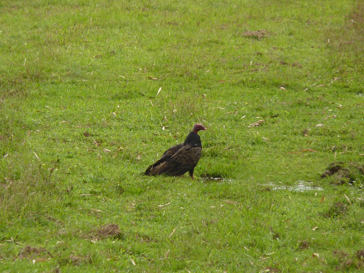 Turkey Vulture - ML43906331