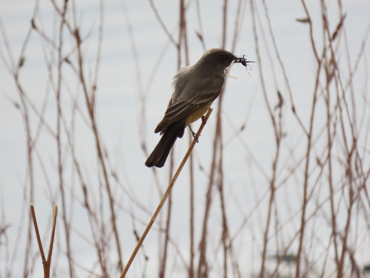 Say's Phoebe - ML439063751