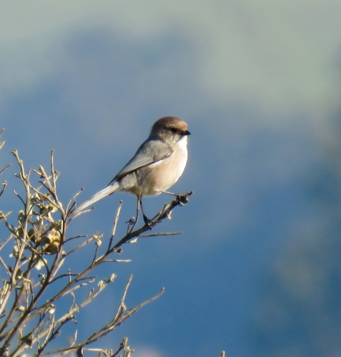 Bushtit - ML43906381