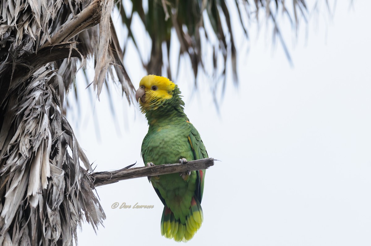 Yellow-headed Amazon - David Lawrence