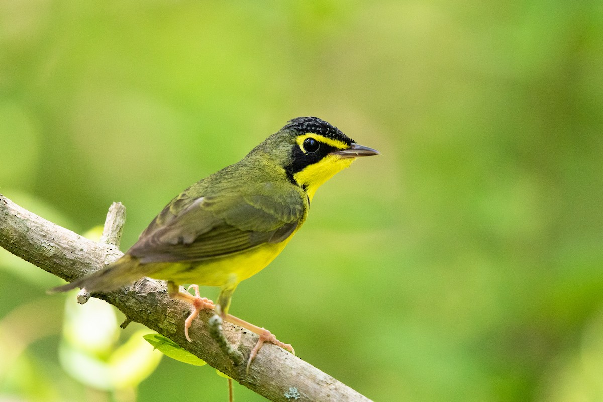 Kentucky Warbler - ML439064981