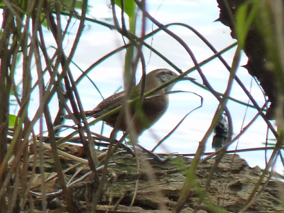 Isthmian Wren - ML43906531