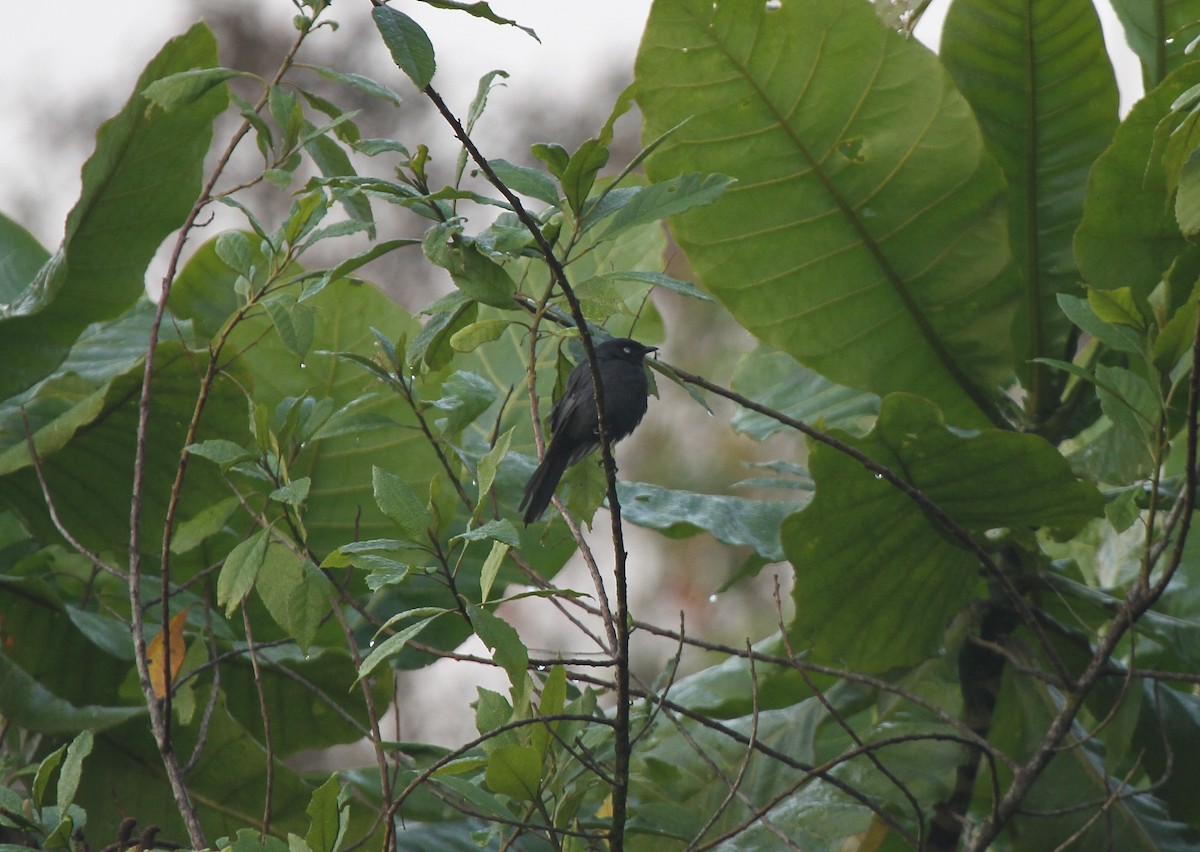 Yellow-eyed Black-Flycatcher - R.D. Wallace