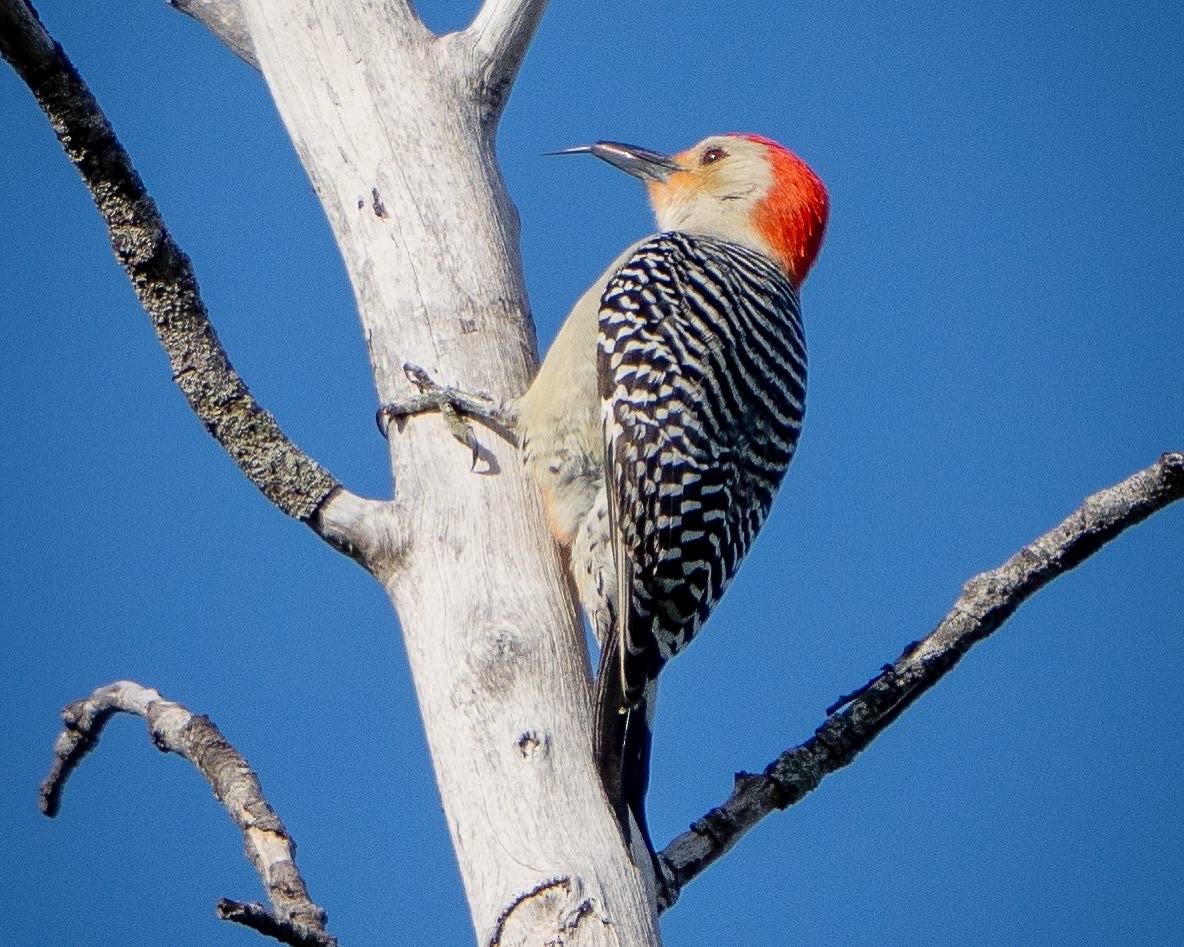 Red-bellied Woodpecker - ML439066031