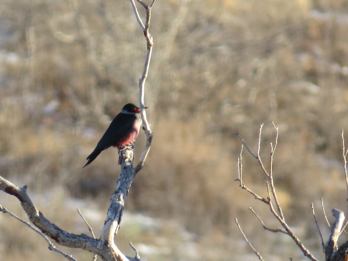 Lewis's Woodpecker - ML43906611