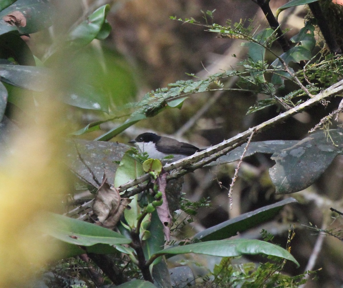 White-breasted Nigrita - R.D. Wallace