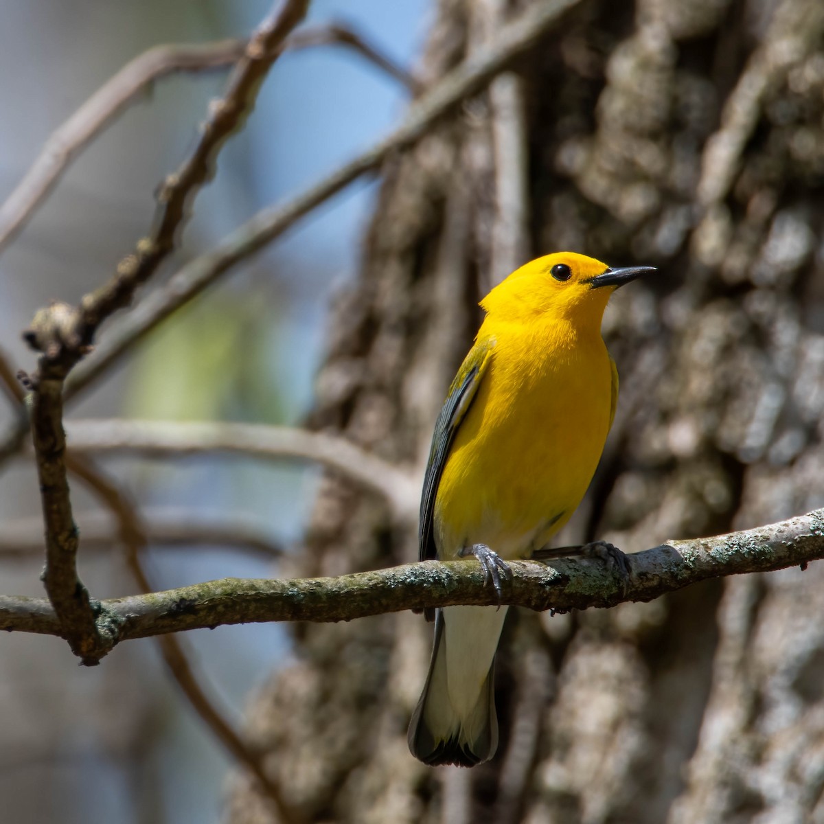 Prothonotary Warbler - Anonymous