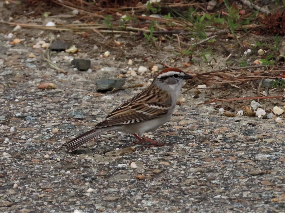 Chipping Sparrow - ML439068771