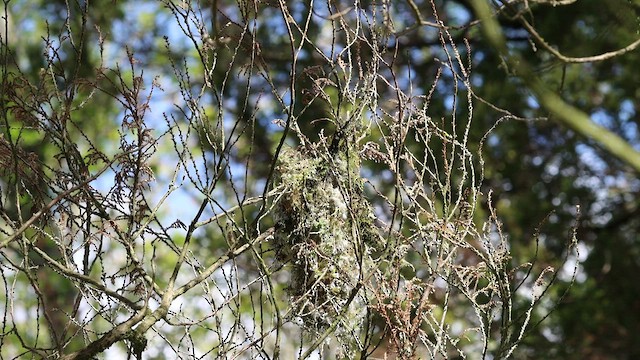 Bushtit - ML439069011