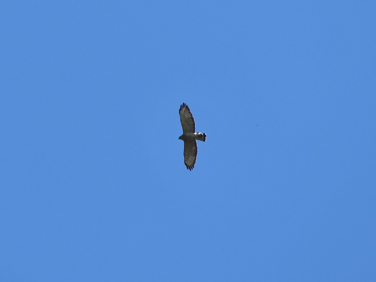 Broad-winged Hawk - ML439069881