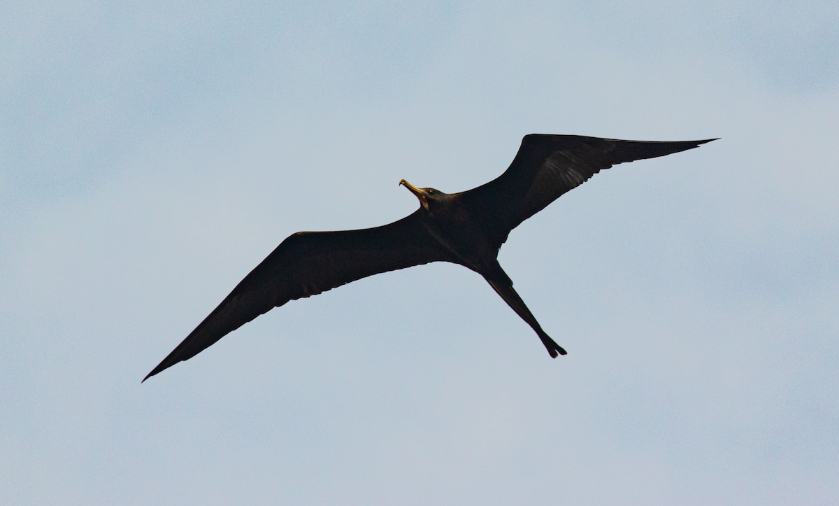 Magnificent Frigatebird - David Monroy Rengifo