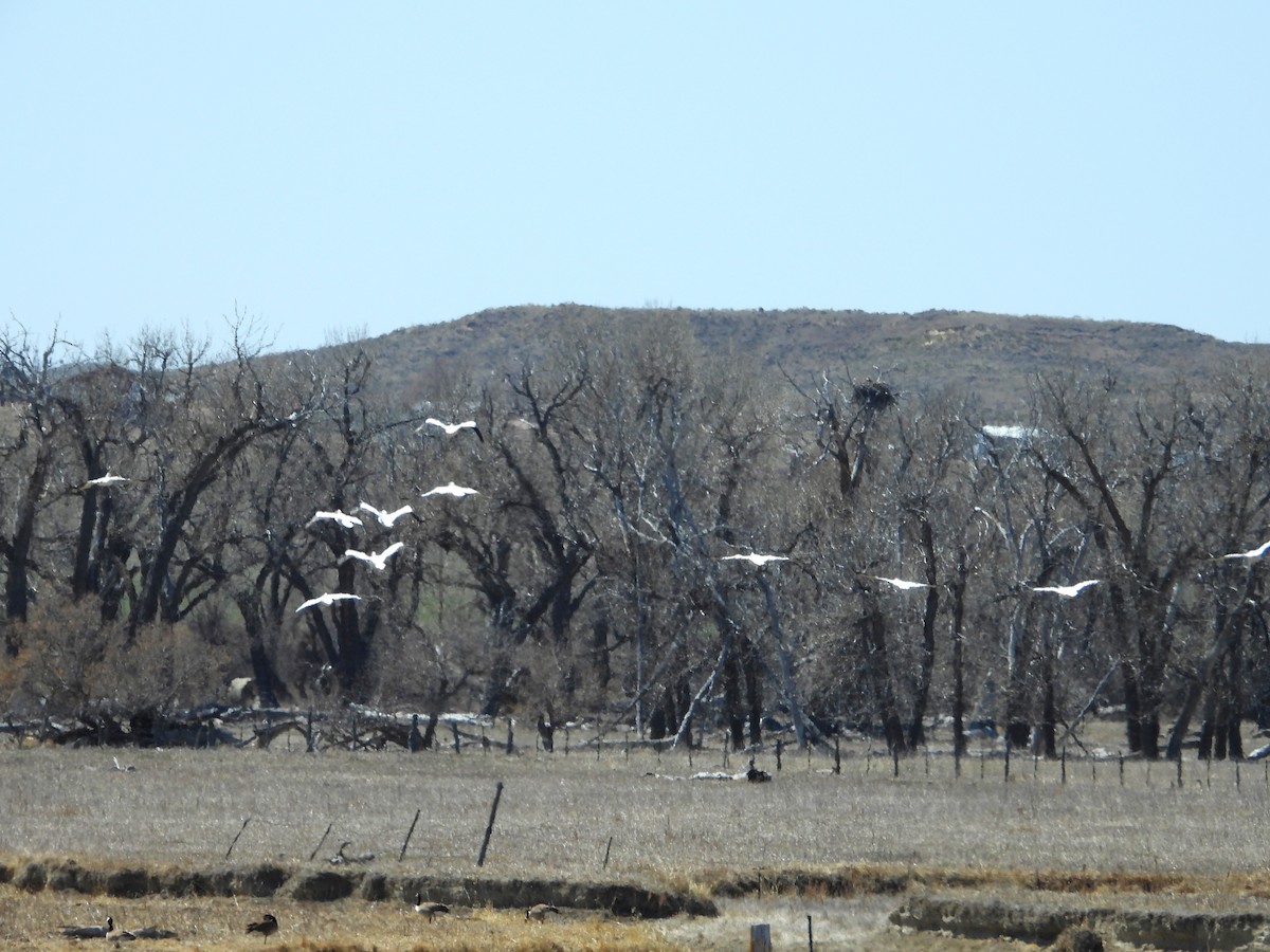 American White Pelican - ML439070281