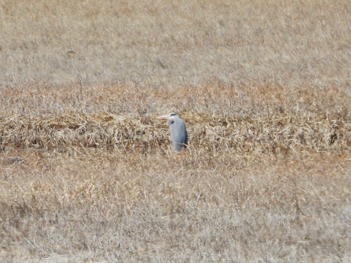 Great Blue Heron - ML439070421