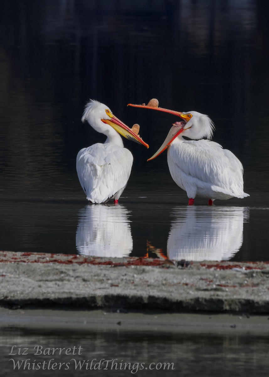 American White Pelican - ML439071341