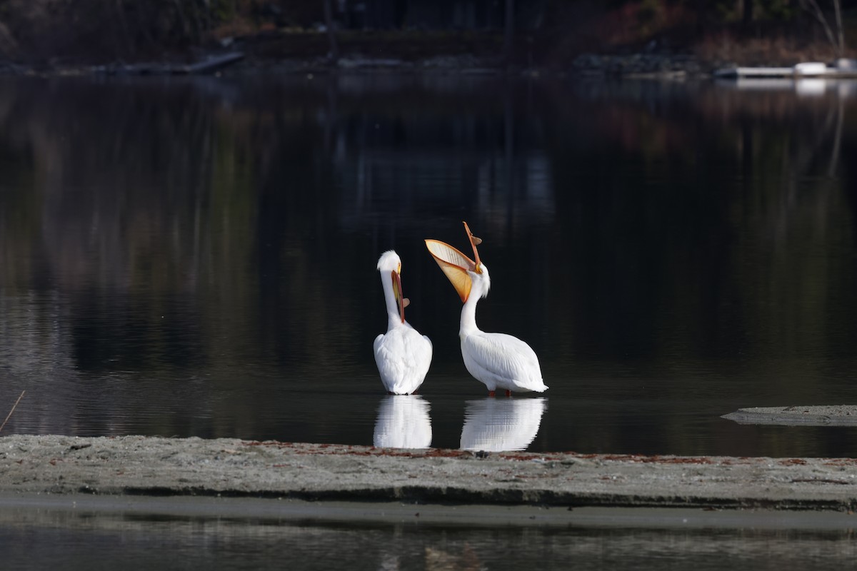 American White Pelican - ML439072461