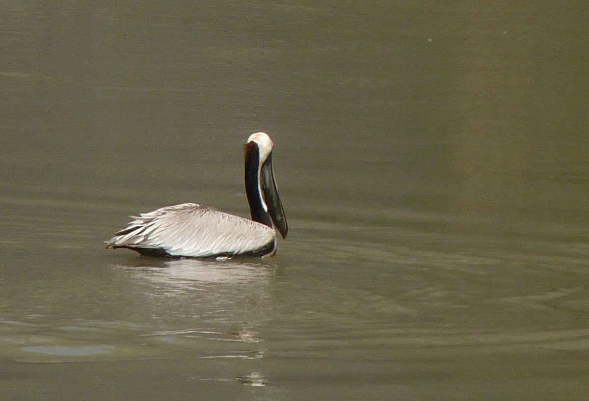 Brown Pelican - ML43907381