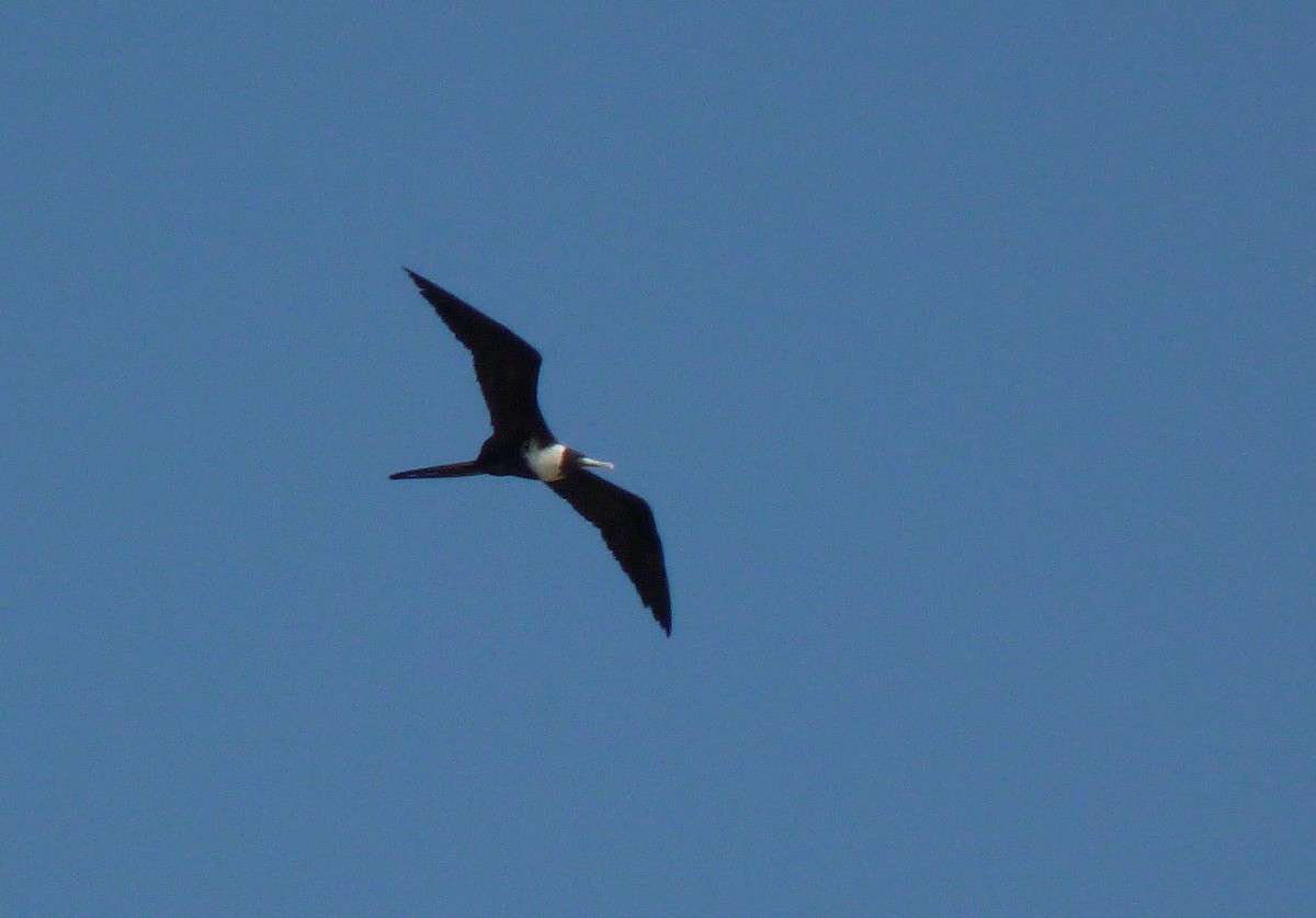 Magnificent Frigatebird - Alain Sylvain