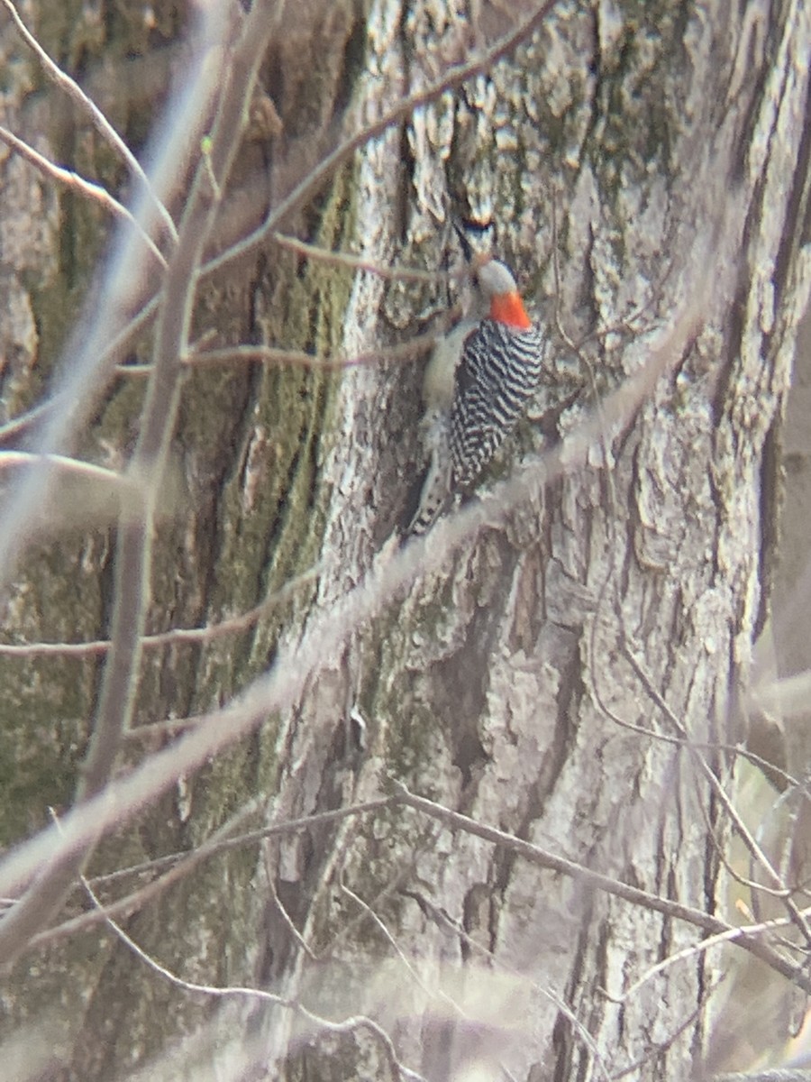 Red-bellied Woodpecker - Mason Drozd