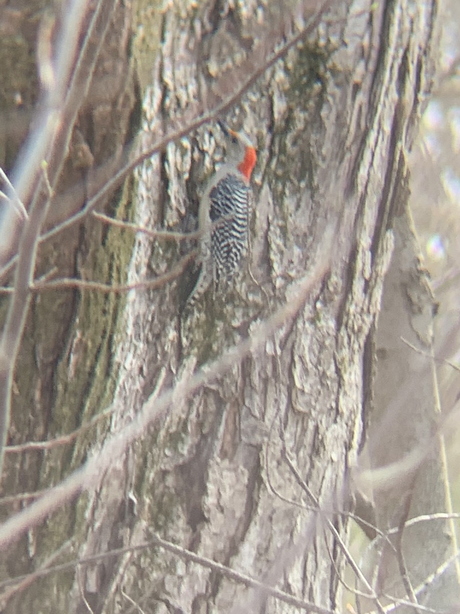 Red-bellied Woodpecker - ML439075291