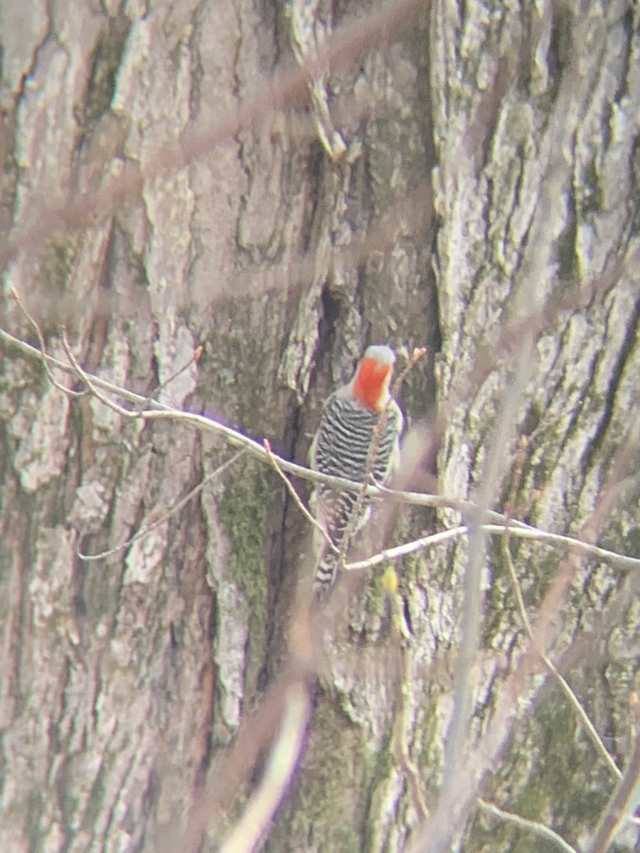 Red-bellied Woodpecker - ML439075351