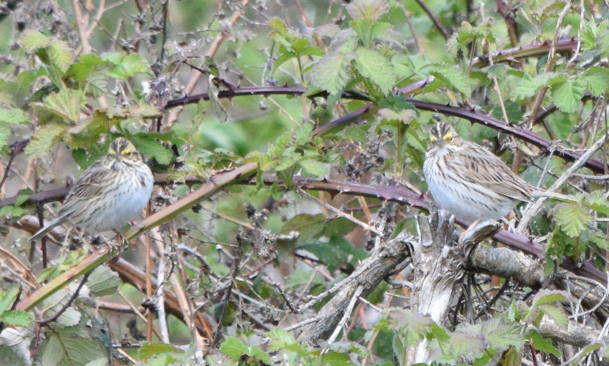 Savannah Sparrow - ML439075391