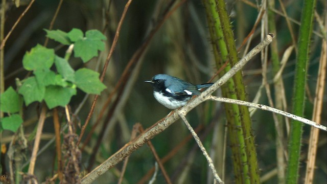 Black-throated Blue Warbler - ML439076