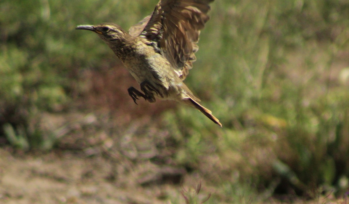 Scale-throated Earthcreeper - ML43907771