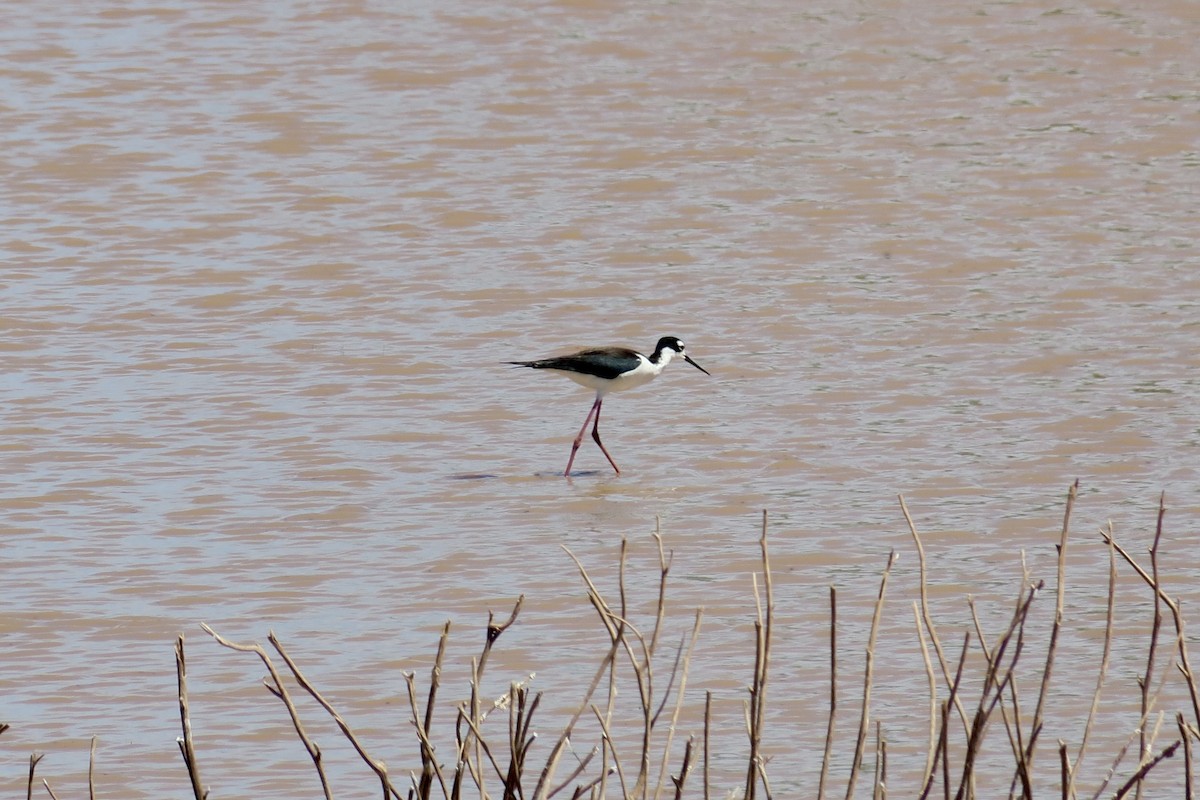 Black-necked Stilt - ML439077781