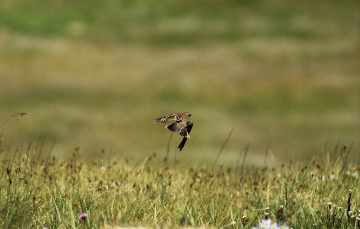 Buff-winged Cinclodes - ML43907781