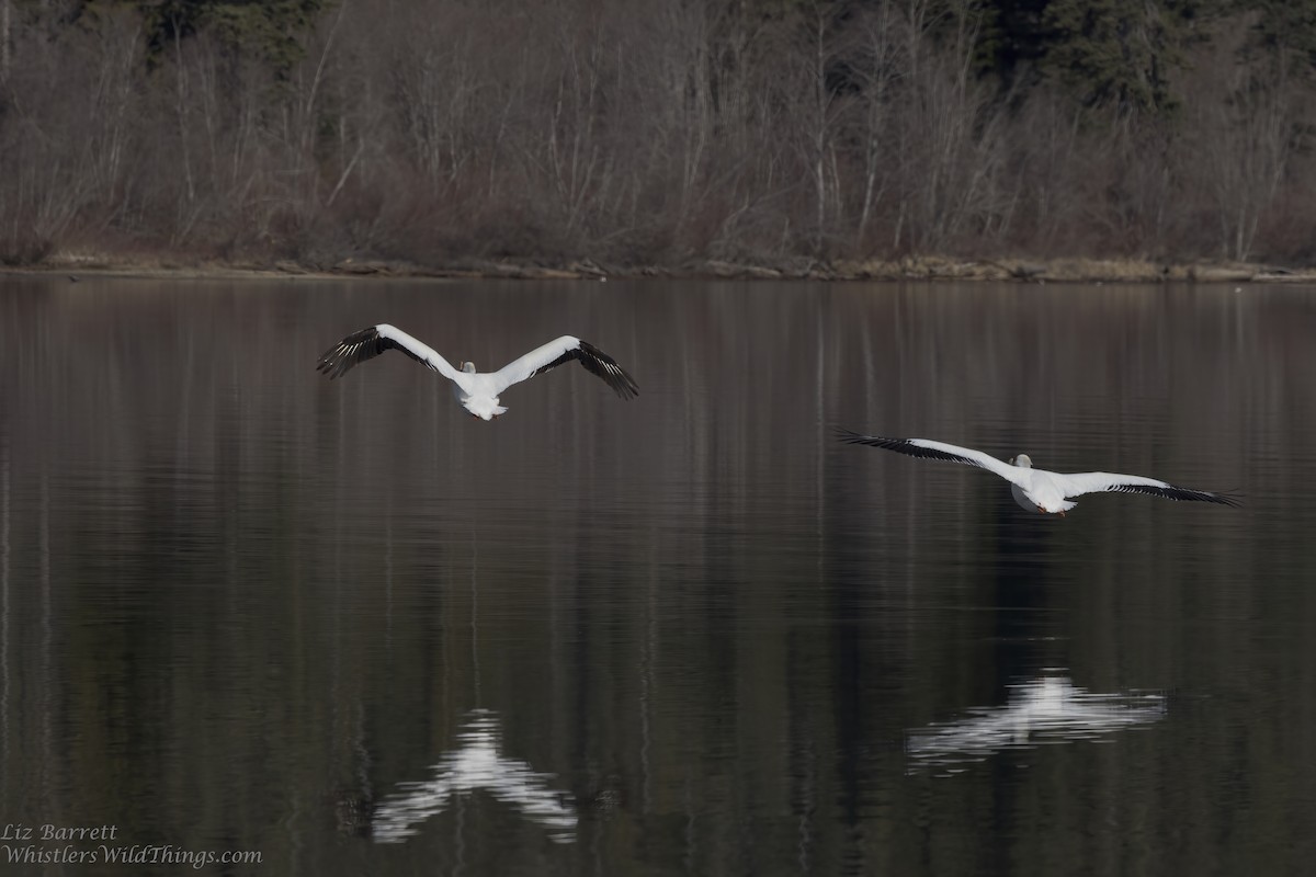 American White Pelican - ML439077911