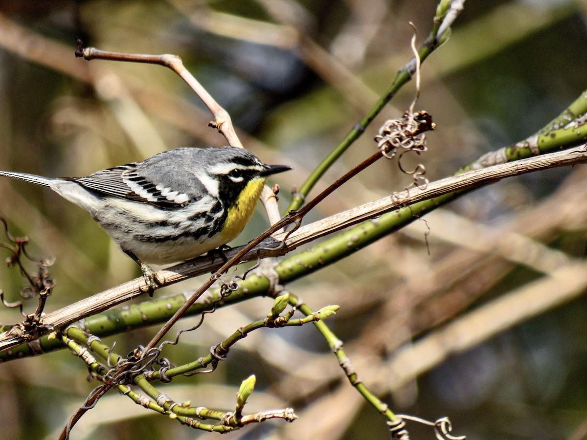 Yellow-throated Warbler - ML439078471