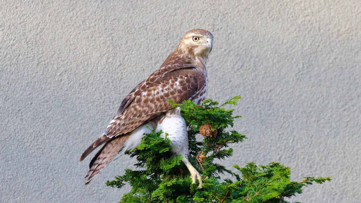 Red-tailed Hawk - Brian Rusnica