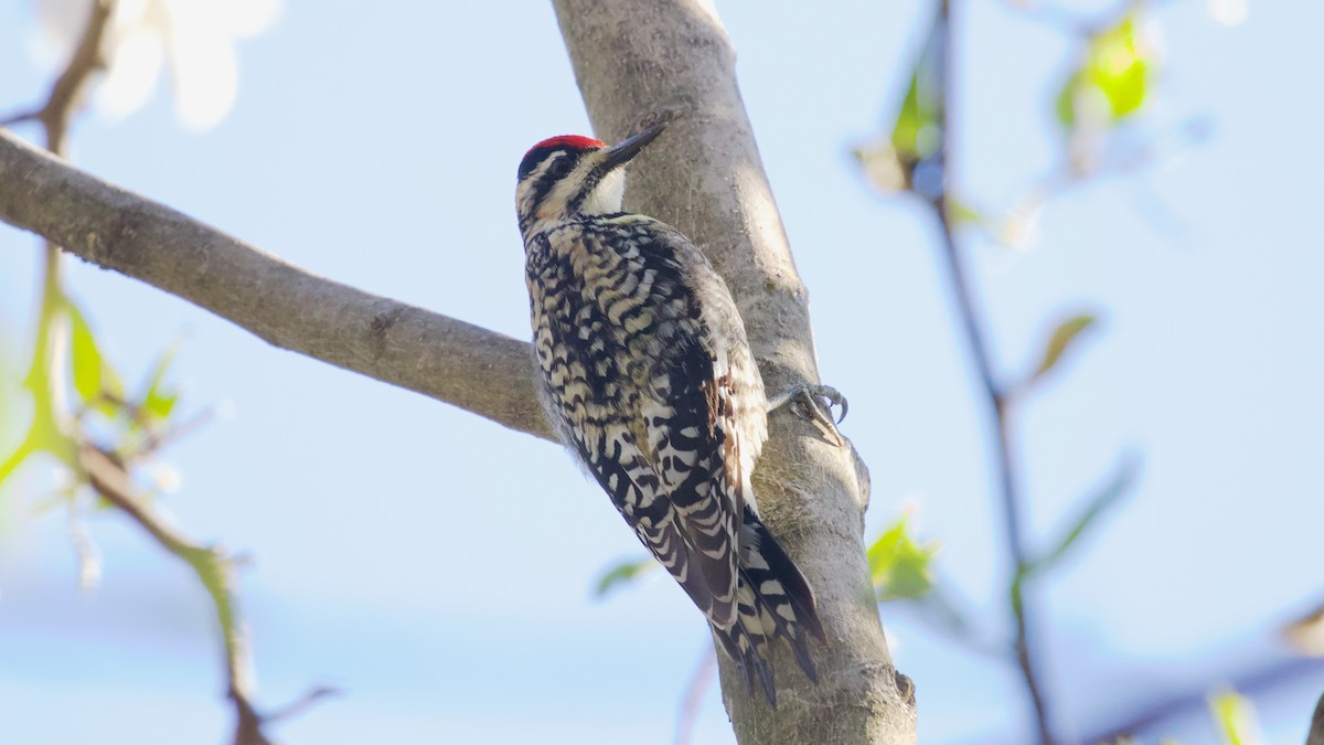 Yellow-bellied Sapsucker - ML439079031