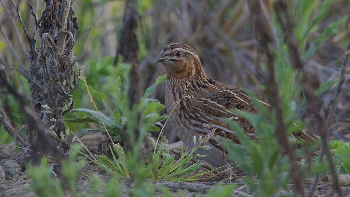 Common Quail - ML439080291