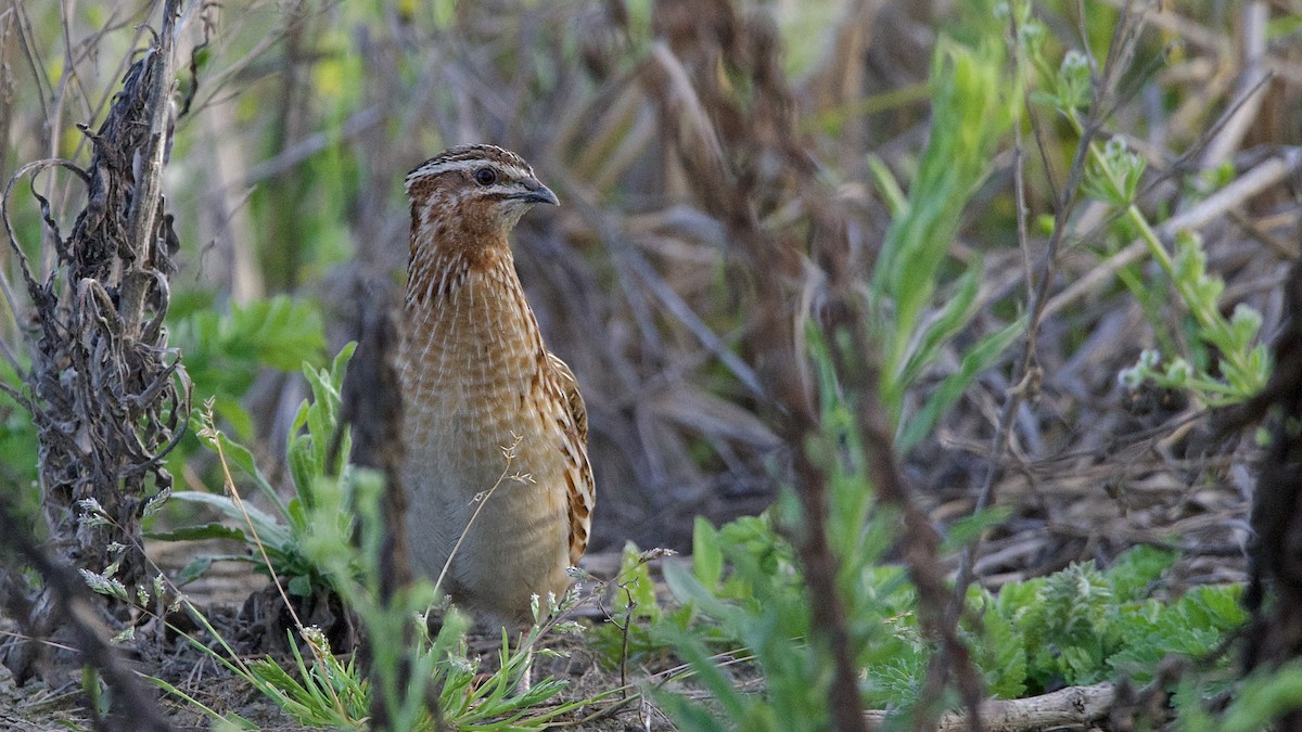 Common Quail - ML439080301