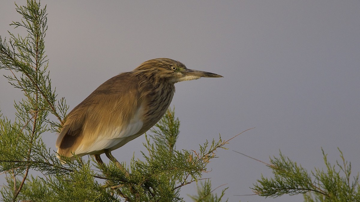 Squacco Heron - ML439080361