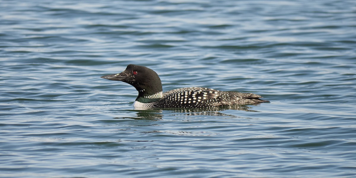 Common Loon - Jeremy Lewis