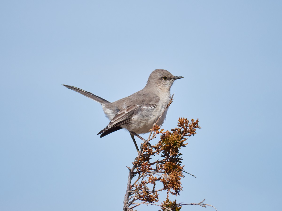 Northern Mockingbird - ML439080921