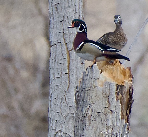 Wood Duck - ML439082071