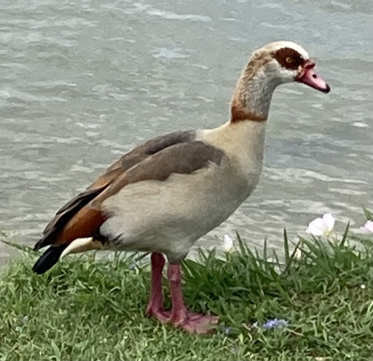 Egyptian Goose - ML439084571