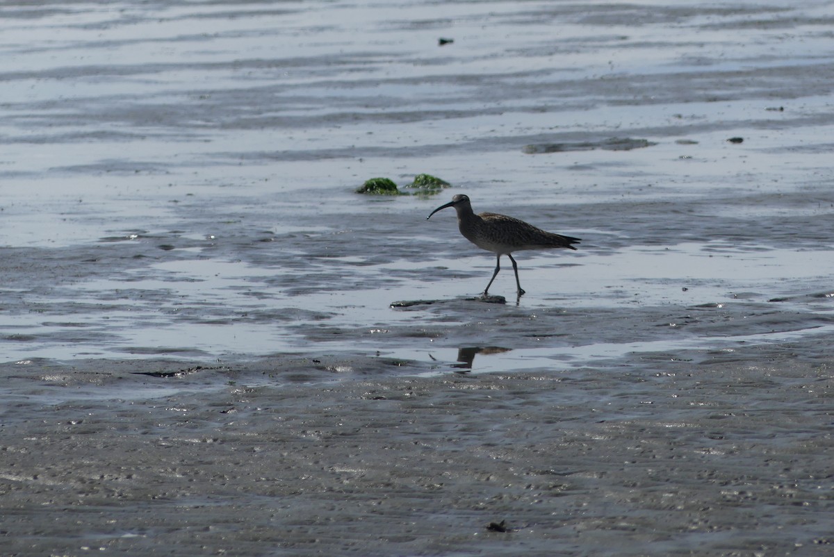 Regenbrachvogel - ML439085781