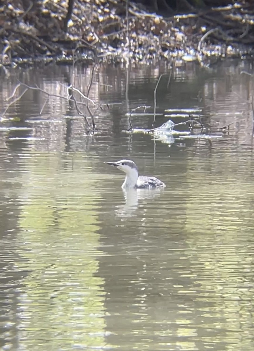 Red-throated Loon - MCHL ____