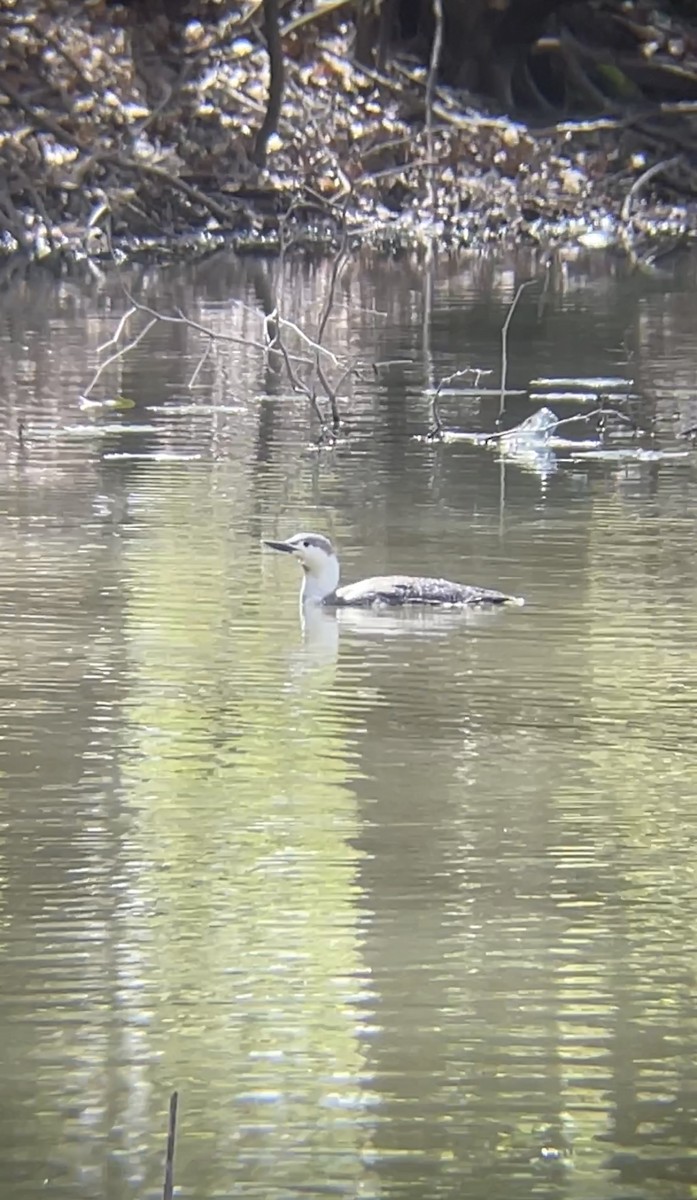 Red-throated Loon - ML439085891