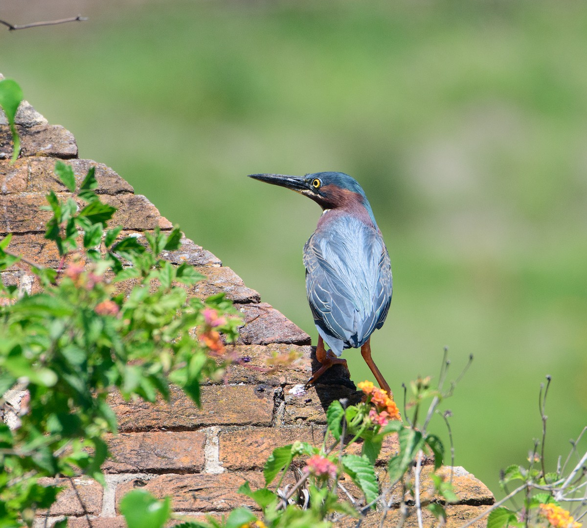 Green Heron - ML439086841