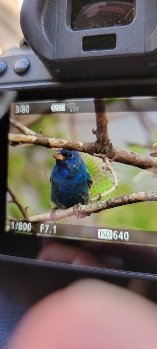 papežík indigový - ML439086901