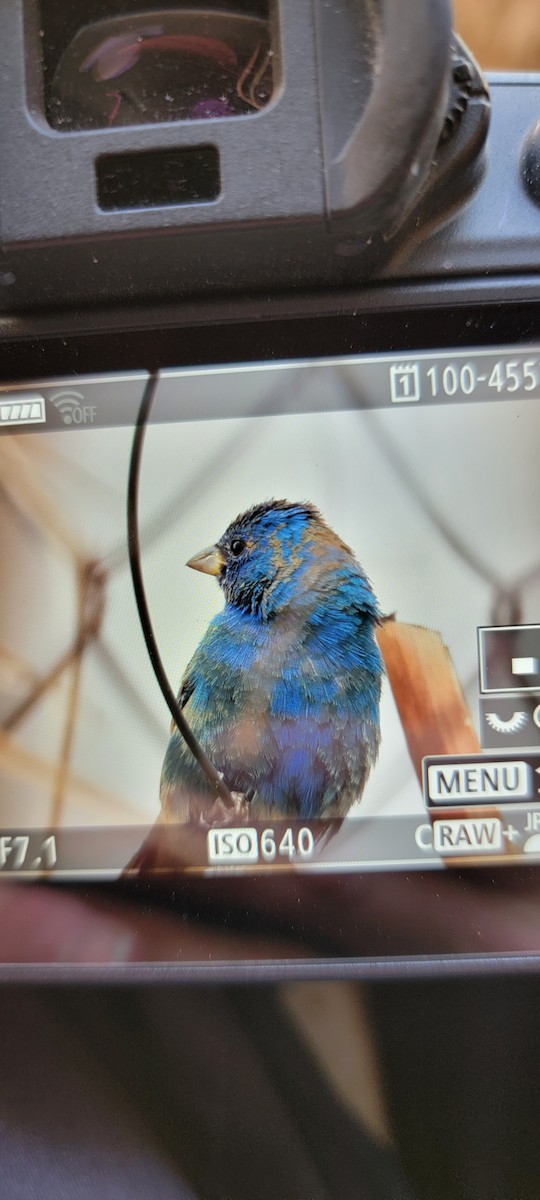 papežík indigový - ML439086921