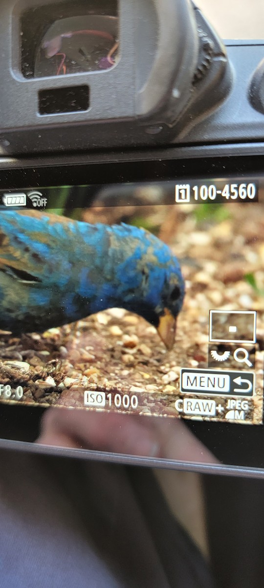 papežík indigový - ML439086931