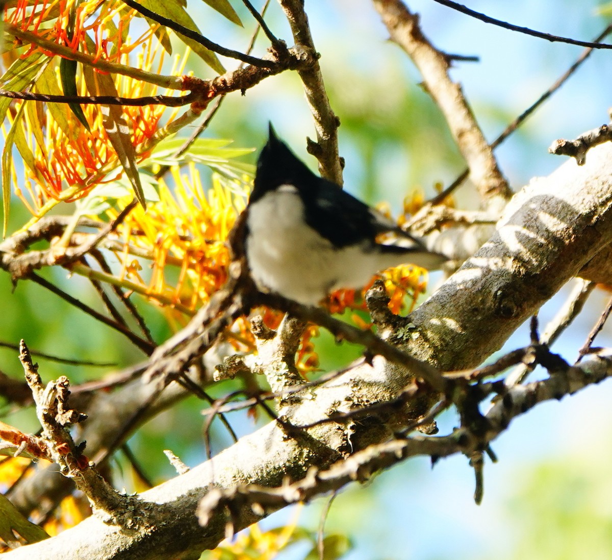 Paruline bleue - ML439087291