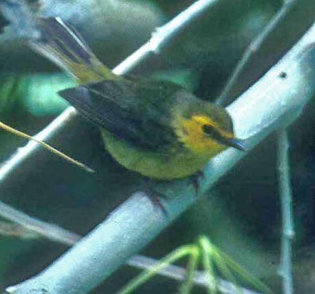 Hooded Warbler - Don Roberson