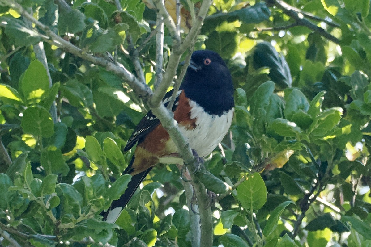 Spotted Towhee - ML439089921
